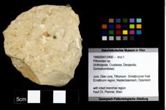 Foto (Objekt + Etikett) von Pithonoton sp.  (NHMW-GEO-1990-0041-2490)